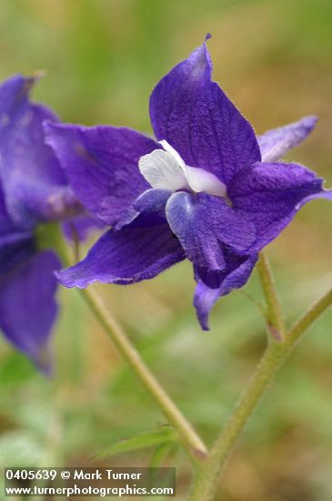 Delphinium decorum