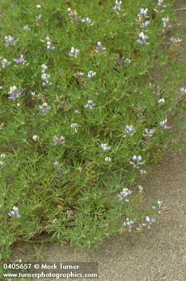 Lupinus bicolor