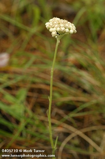 Antennaria howellii