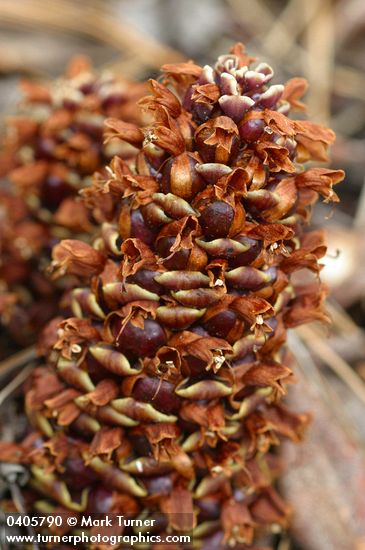 Boschniakia strobilacea