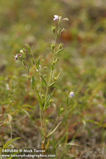 Collinsia sparsiflora