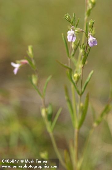 Collinsia sparsiflora