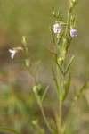 Spinster's Blue-eyed Mary