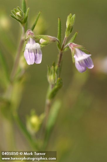 Collinsia sparsiflora