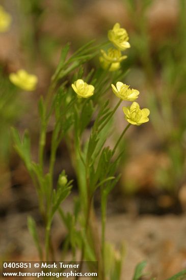 Ranunculus arvensis