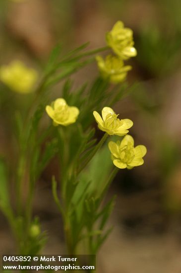 Ranunculus arvensis