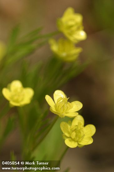 Ranunculus arvensis