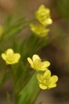 Corn Buttercup blossoms