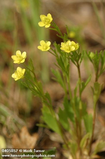 Ranunculus arvensis