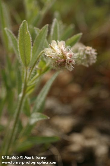 Trifolium eriocephalum