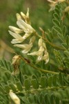 Rogue River Milkvetch blossoms & foliage