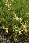 Rogue River Milkvetch