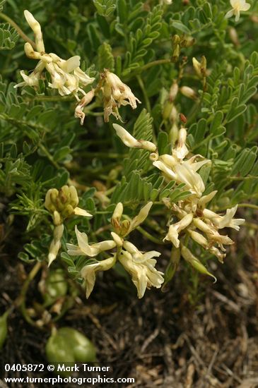 Astragalus accidens