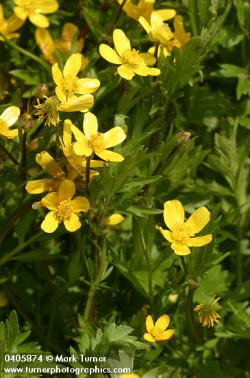 Ranunculus occidentalis