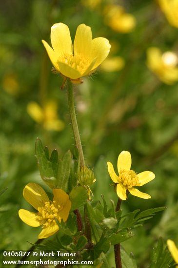 Ranunculus occidentalis