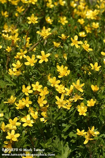 Ranunculus occidentalis