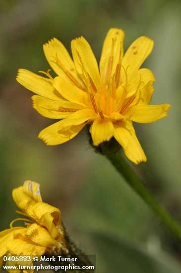 Crepis occidentalis