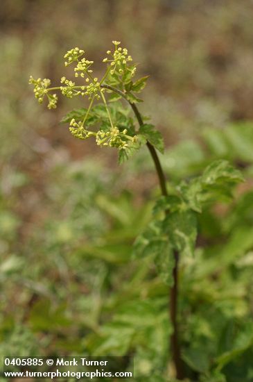 Ligusticum apiifolium