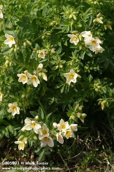 Polemonium carneum