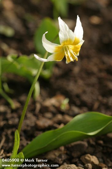 Erythronium klamathense