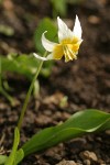 Klamath Fawn Lily