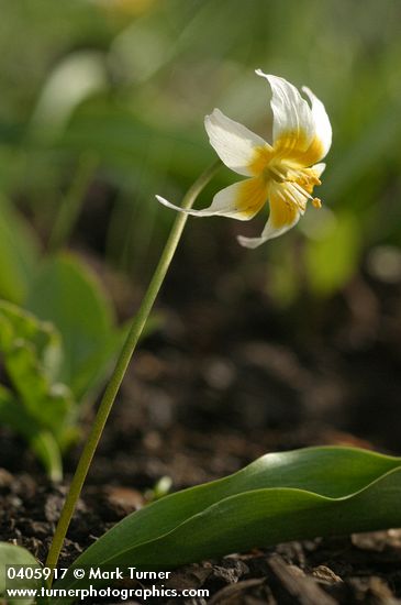 Erythronium klamathense