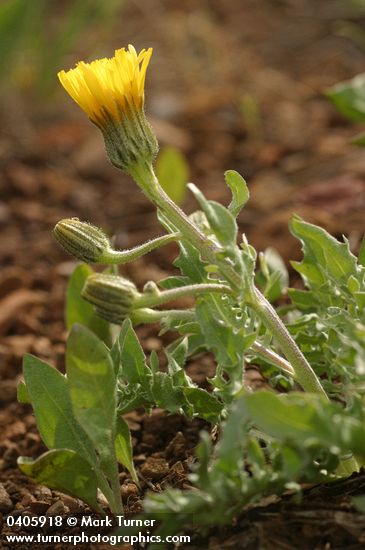 Crepis bakeri