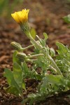 Baker's Hawksbeard