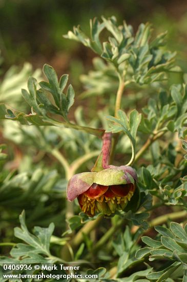 Paeonia brownii