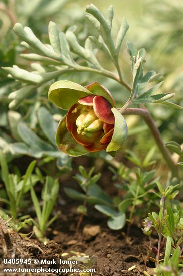 Paeonia brownii