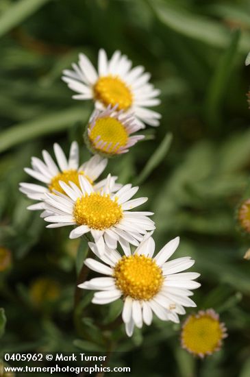 Erigeron eatonii