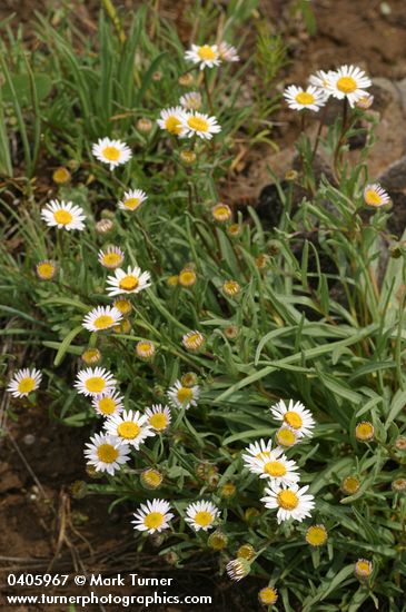 Erigeron eatonii