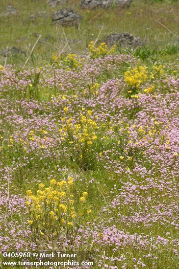 Rorippa palustris; Plectritis congesta