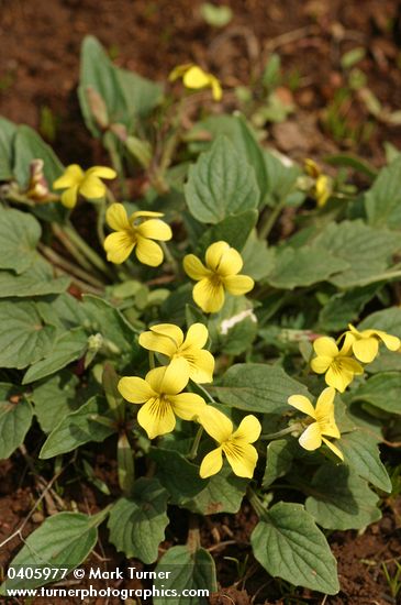 Viola purpurea