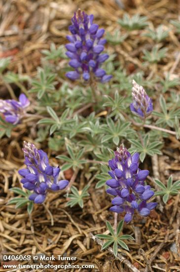 Lupinus sellulus ssp. sellulus var. sellulus (L. lepidus var. sellulus)