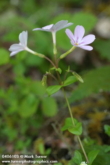 Phlox adsurgens