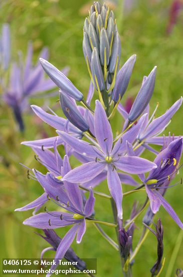 Camassia leichtlinii