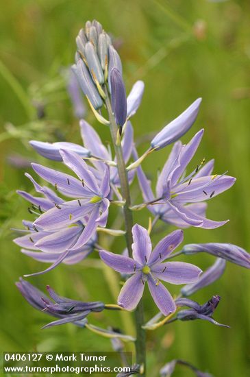 Camassia leichtlinii