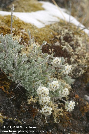 Smelowskia calycina var. americana