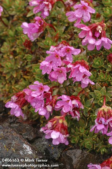 Douglasia laevigata