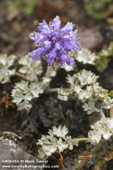 Synthyris pinnatifida var. lanuginosa