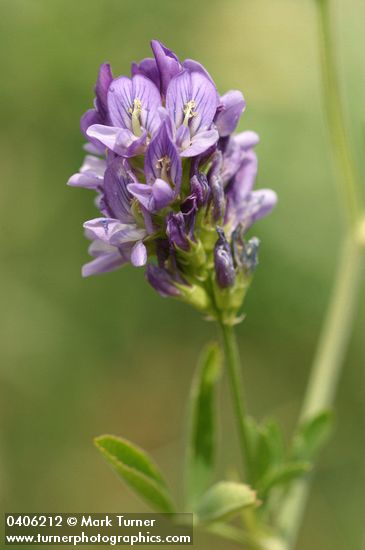 Medicago sativa