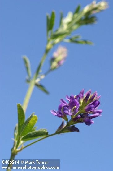 Medicago sativa