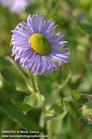 Erigeron speciosus var. speciosus