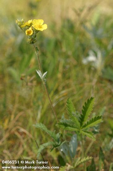 Potentilla gracilis var. gracilis