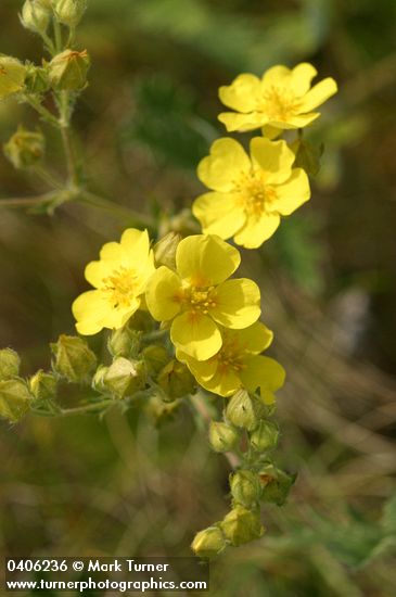 Potentilla gracilis var. gracilis