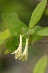 Utah Honeysuckle blossoms & foliage