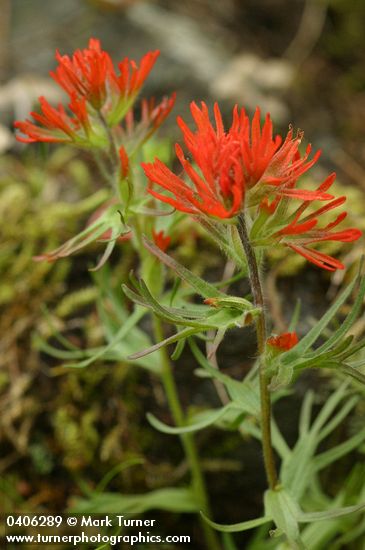 Castilleja rupicola