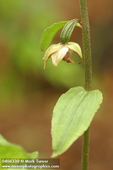 Epipactis helleborine