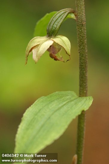 Epipactis helleborine